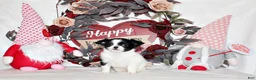 Chihuahua dogs for sale: Harmony - Ad 1