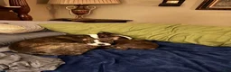 Boston Terrier dogs for sale: Boston Terrier 6 - Ad 9