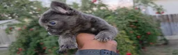 French Bulldog dogs for sale: Lucky the fluffy - Ad 4