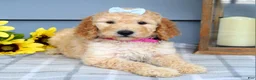 Standard Poodle dogs for sale: Maddie - Ad 7