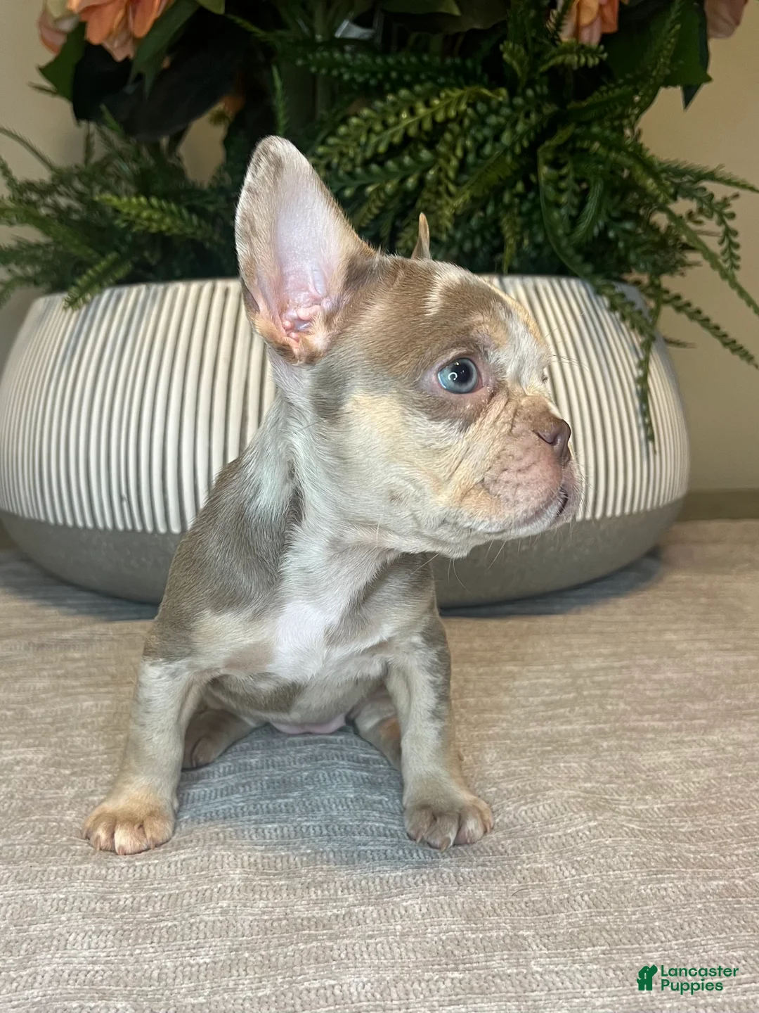 French Bulldog dogs for sale: Bentley - Ad 6