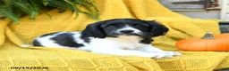Cavachon dogs for sale: Ivy - Ad 4