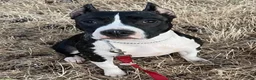 American Staffordshire Terrier dogs for sale: American Staffordshire Terrier 2 - Ad 17