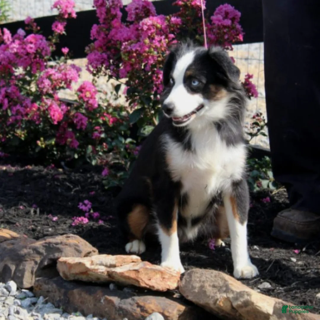 Miniature Australian Shepherd dogs for sale: Snap Miniature Australian Shepherd Puppy  - Ad 2