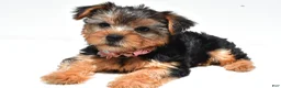 Yorkshire Terrier dogs for sale: Beth - Ad 6