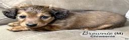 Chiweenie dogs for sale: Brownie - Ad 4
