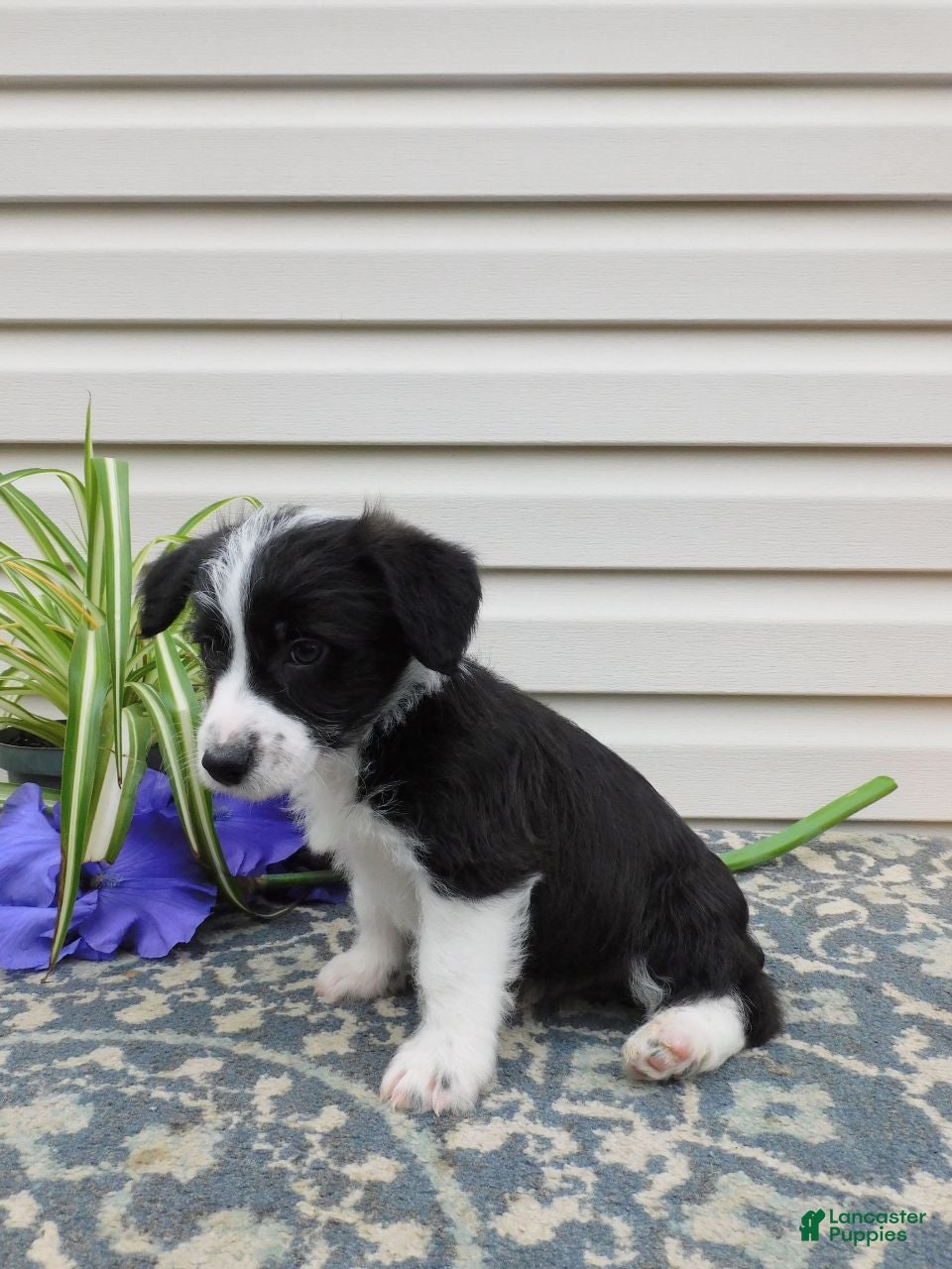 Corgipoo dogs Leo - Ad 2