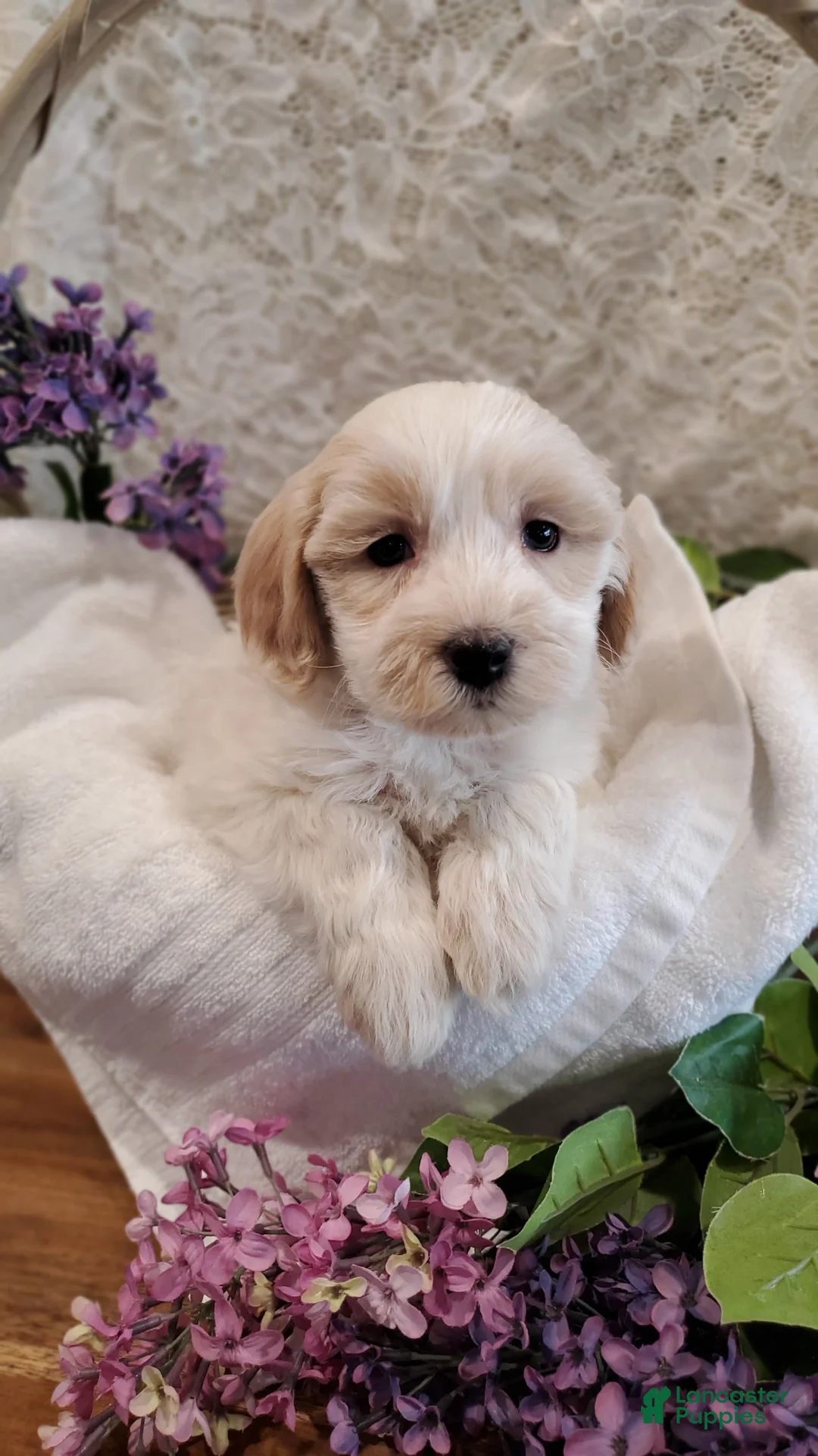 Mixed Breed dogs for sale: Dusty - Ad 3