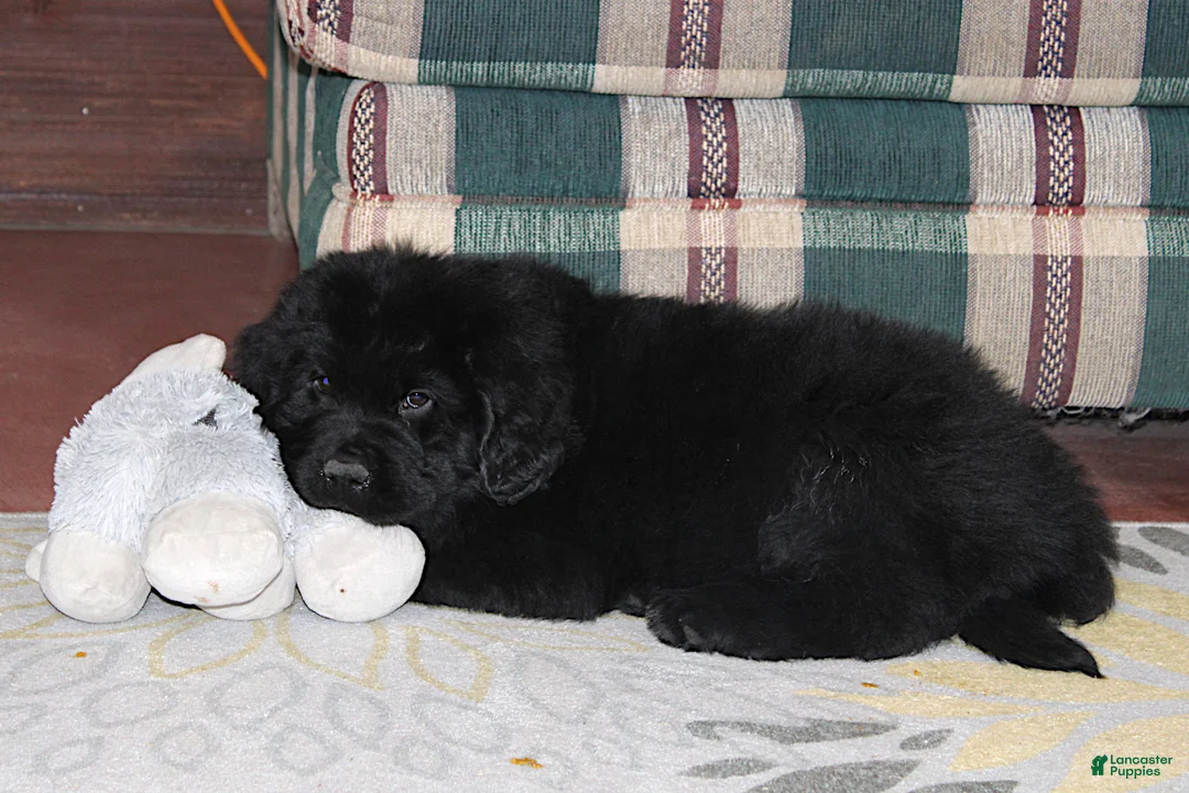 Newfoundland dogs for sale: Ch, AKC, OFA Amigo - Ad 3