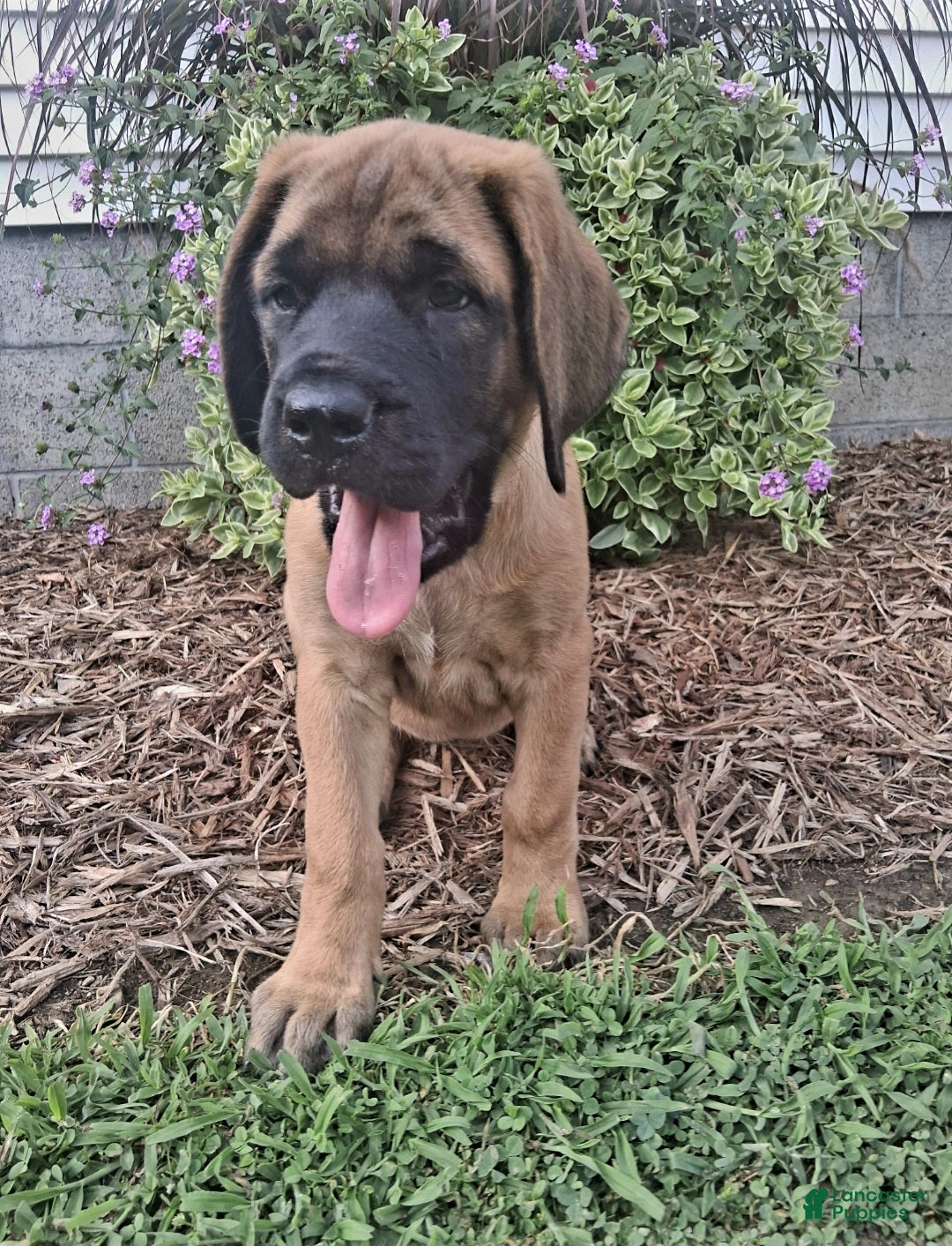 English Mastiff dogs Peaches  - Ad 36