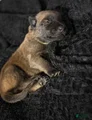 Belgian Malinois Puppy 8