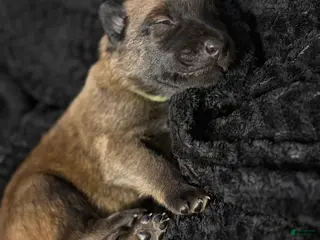 Belgian Malinois dogs for sale: Belgian Malinois Puppy 8 - Ad 4