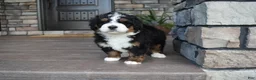 Mini Bernedoodle dogs for sale: Jett - Ad 14