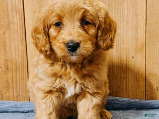 Mini Goldendoodle dogs Hadassa, F1b Mini Goldendoodle - Ad 27