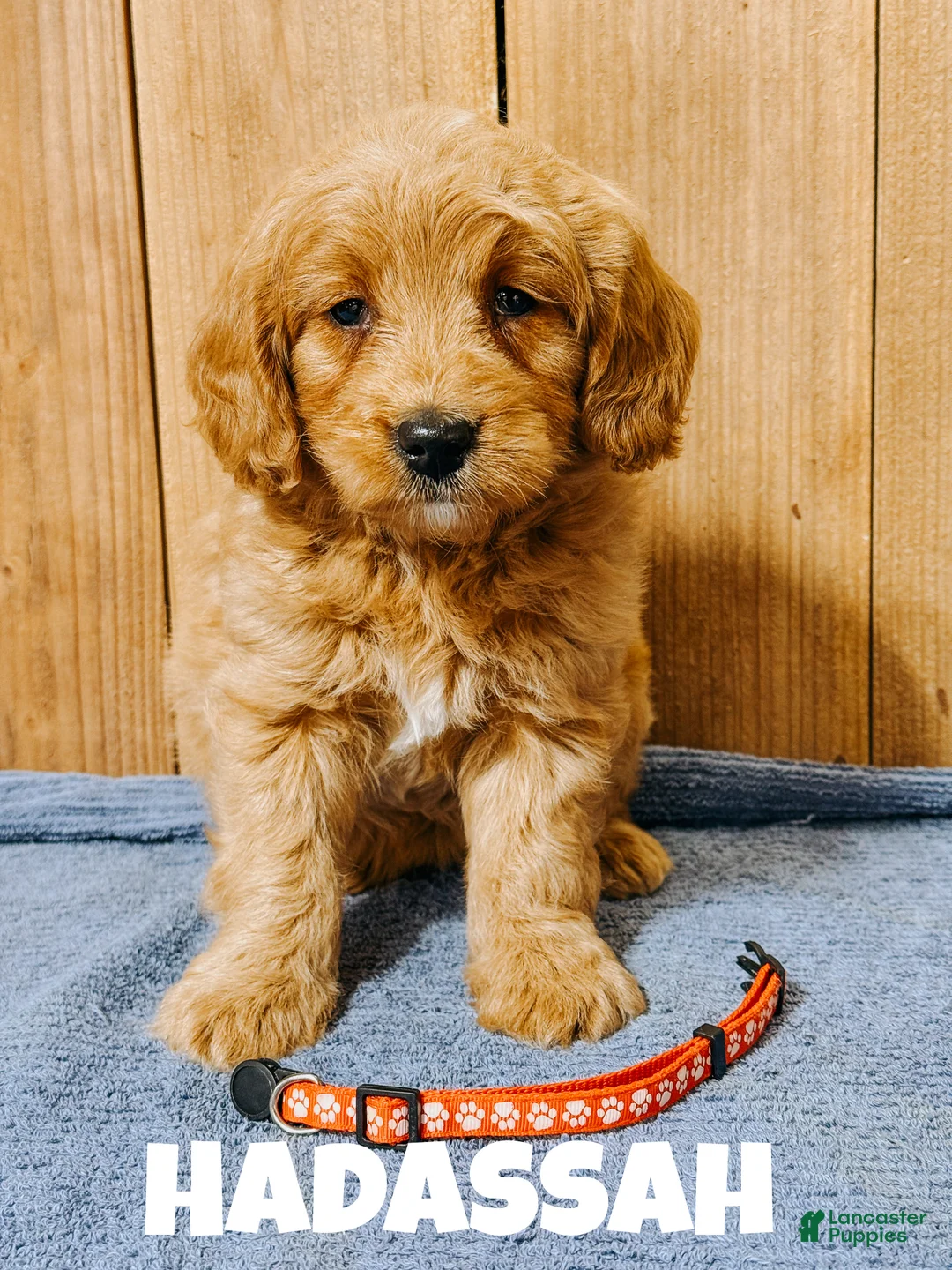 Mini Goldendoodle dogs for sale: Hadassa, F1b Mini Goldendoodle - Ad 1