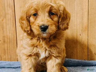 Mini Goldendoodle dogs Hadassa, F1b Mini Goldendoodle - Ad 28
