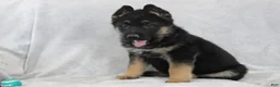 German Shepherd dogs for sale: Cody - Ad 4