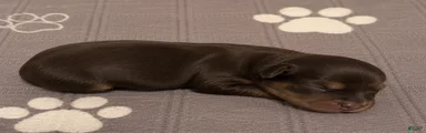Chocolate boy 