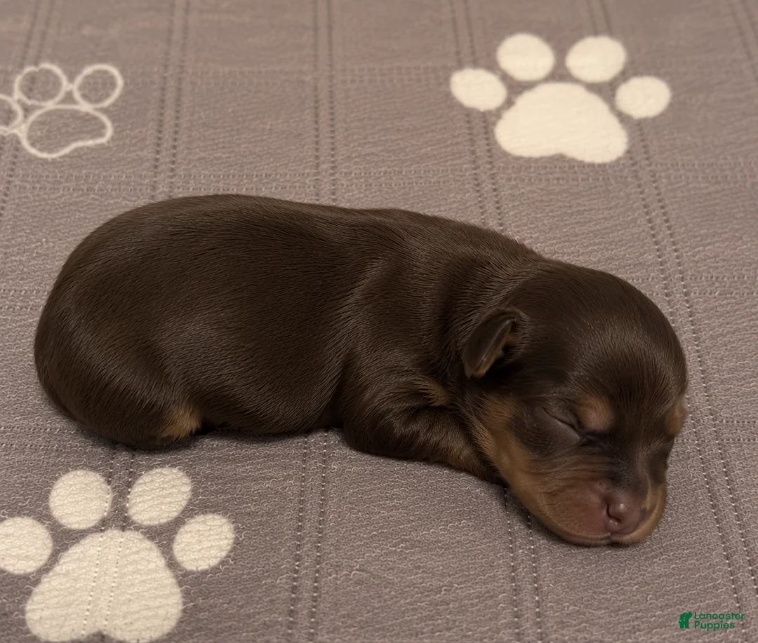 Yorkshire Terrier dogs for sale: Chocolate boy  - Ad 1