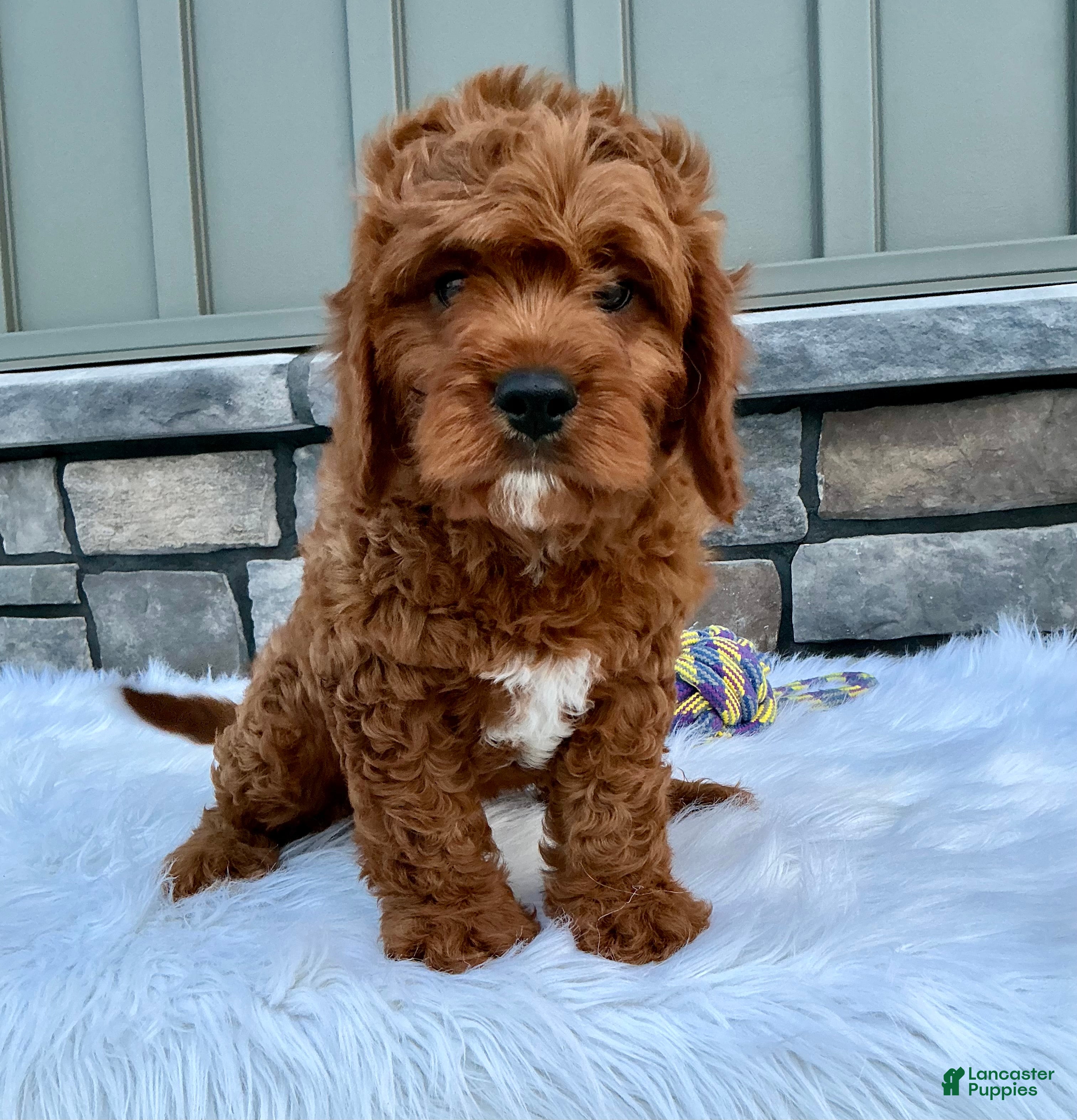 Cavapoo dogs Manny - Ad 2