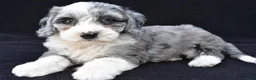 Mini Sheepadoodle dogs for sale: Polly - Ad 5