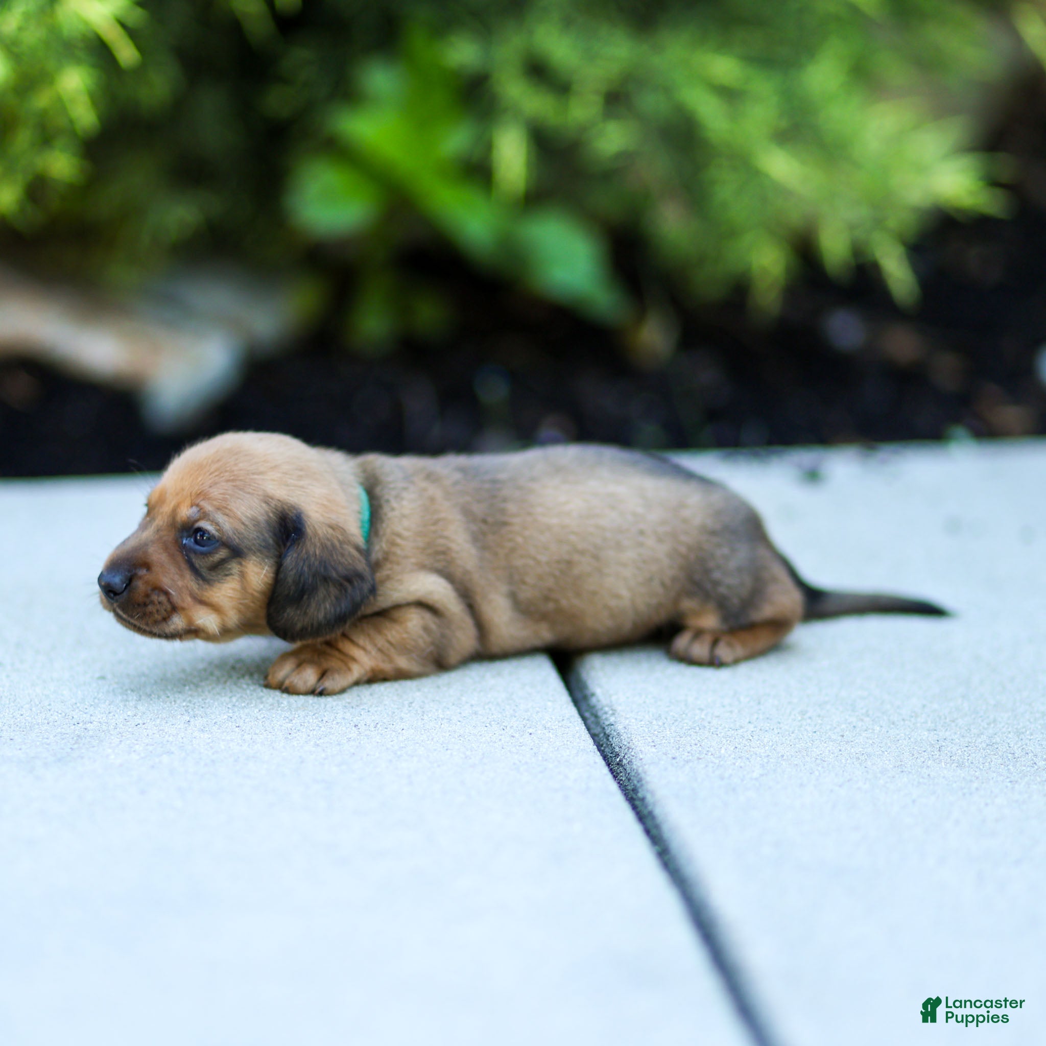 Miniature Dachshund dogs Mikey Miniature Dachshund  - Ad 2