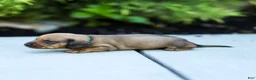 Miniature Dachshund dogs for sale: Mikey Miniature Dachshund  - Ad 2