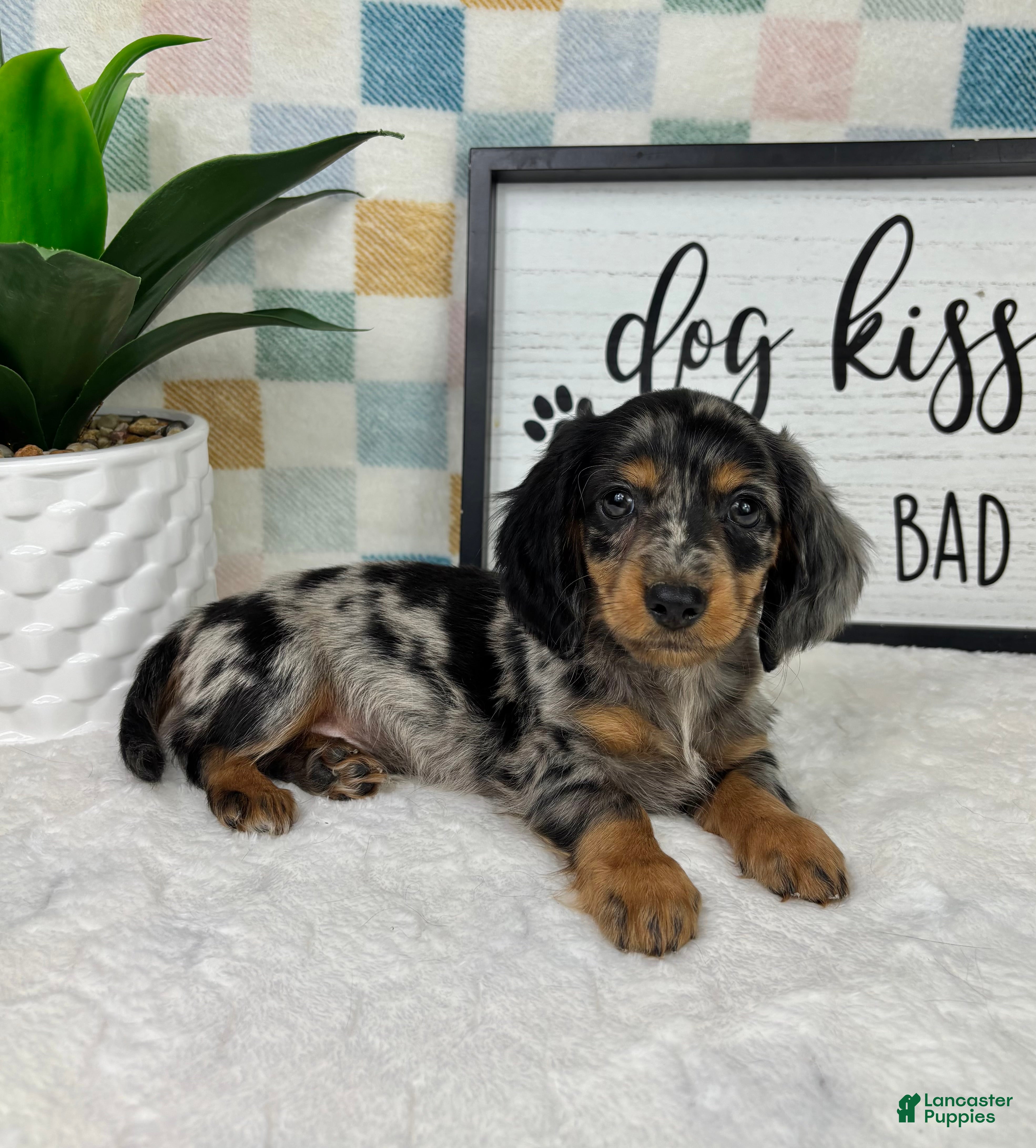 Miniature Dachshund dogs Danny - Ad 31