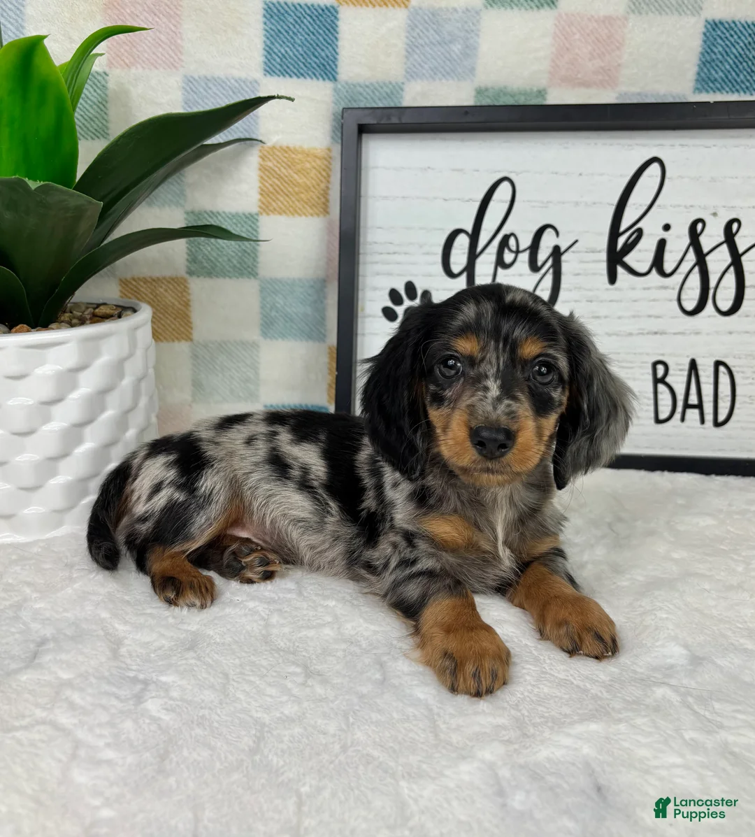 Miniature Dachshund dogs for sale: Danny - Ad 1