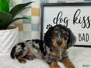 Miniature Dachshund dogs Danny - Ad 31