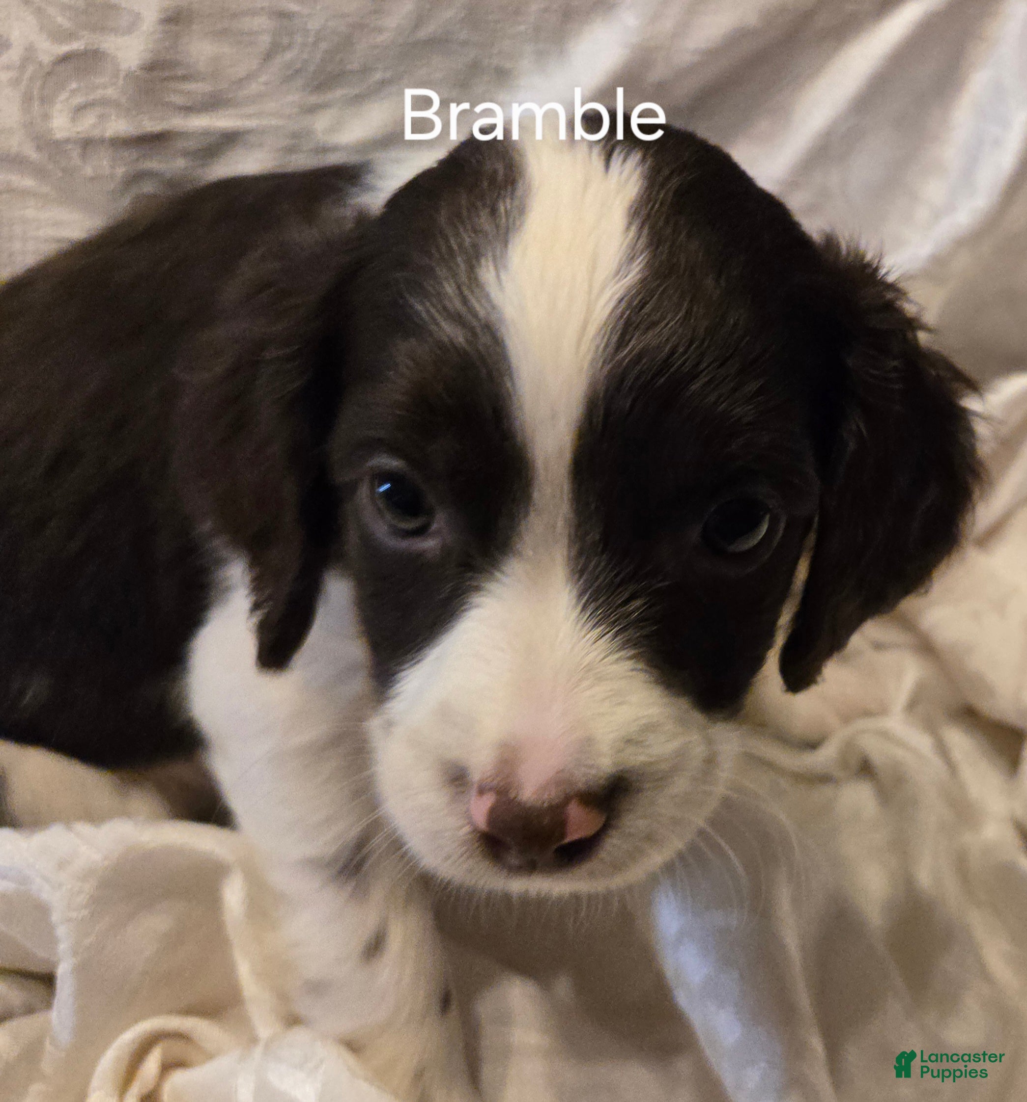 English Springer Spaniel dogs English Springer Spaniel Puppy 1 - Ad 1