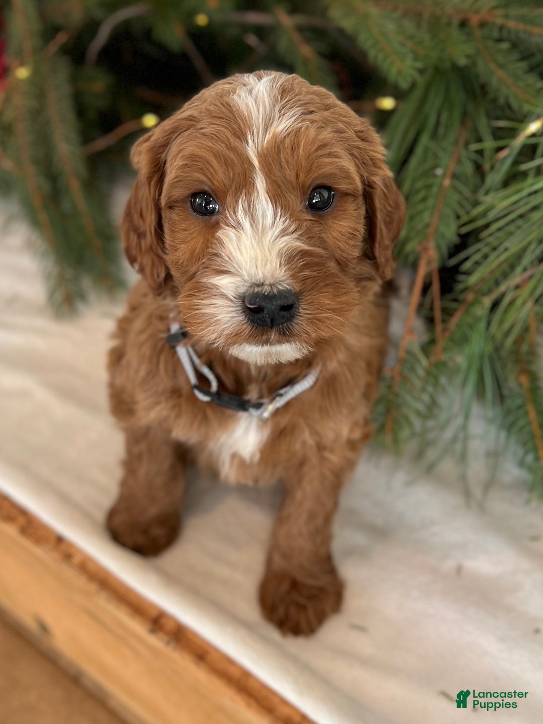 Irish Doodle dogs for sale: Asher - Ad 22