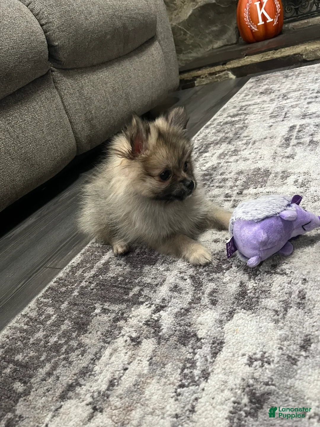 Gallery Image {{count}}