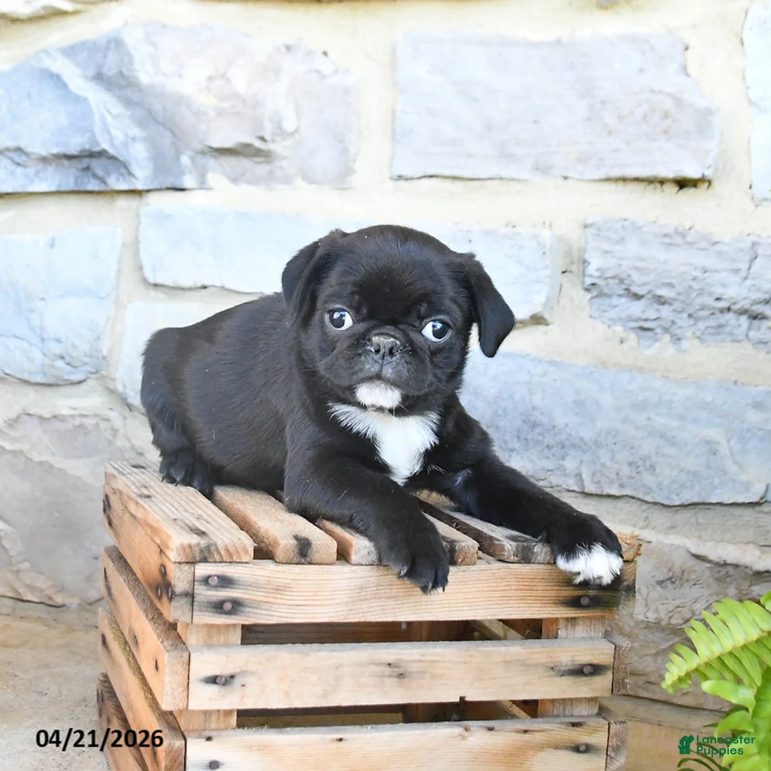 Pug dogs for sale: Bandit - Ad 2
