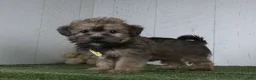 Shorkie dogs for sale: Arnie - Ad 1