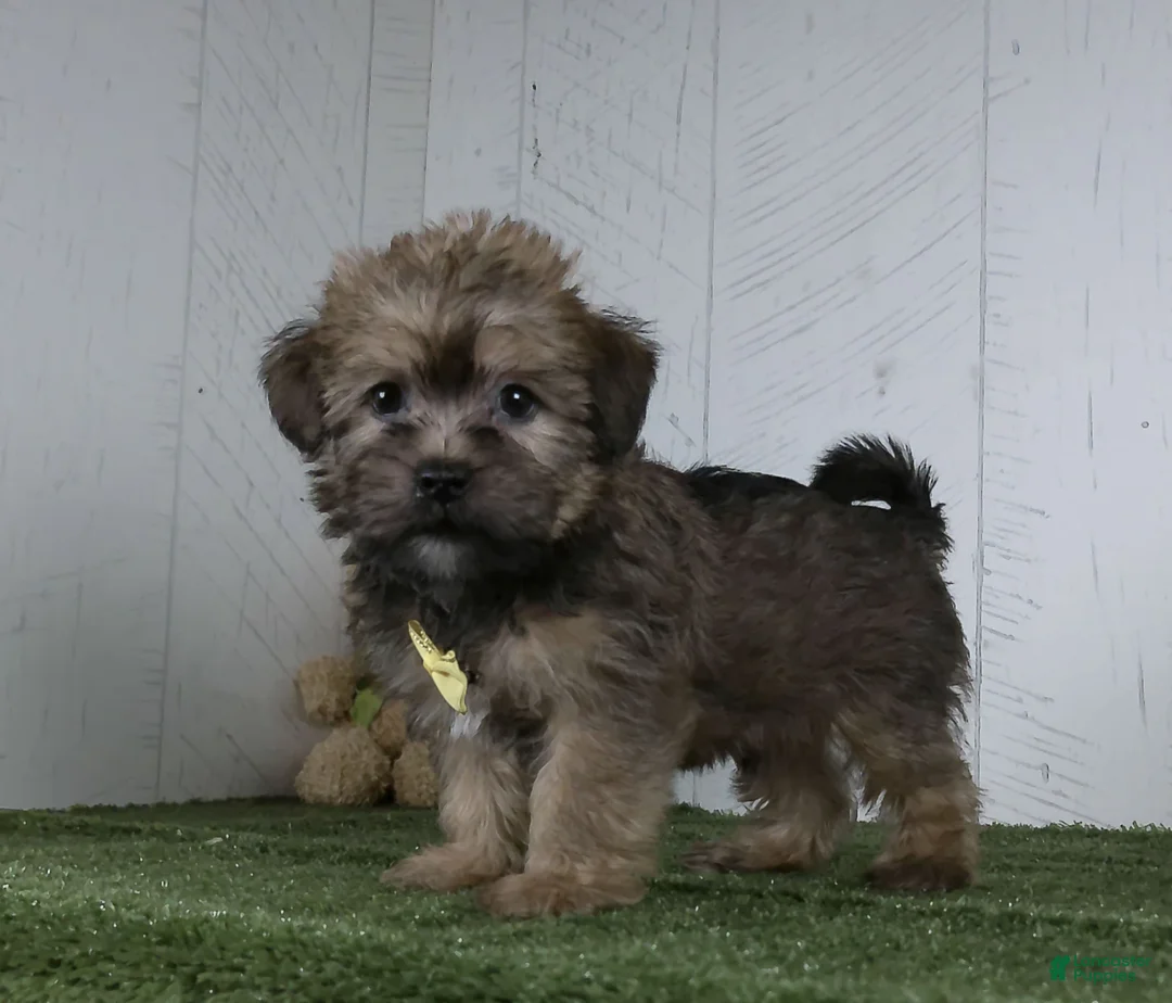 Shorkie dogs for sale: Arnie - Ad 1