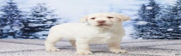 Labrador Retriever dogs for sale: River - Ad 4