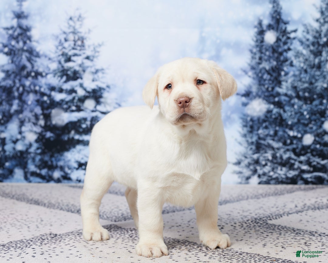Labrador Retriever dogs for sale: River - Ad 4