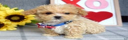 Maltipoo dogs for sale: Axel - Ad 8