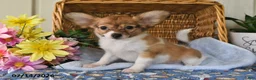 Papillon dogs for sale: Bonnie - Ad 4