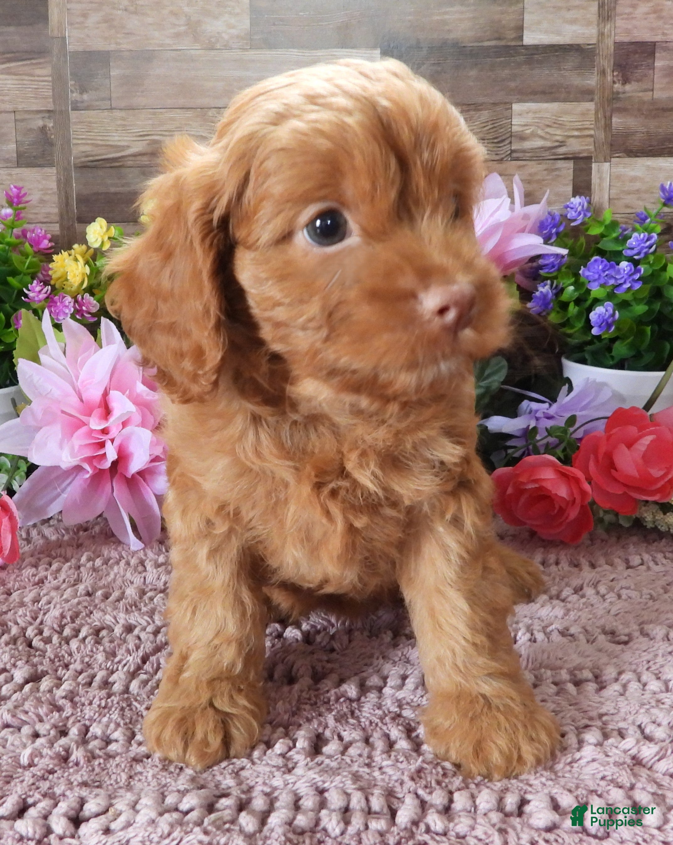 Cavapoo dogs #2 Female of Tara - Ad 36