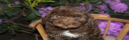 Mixed Breed dogs for sale: Jupiter - Ad 1