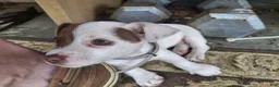 Jack Russell Terrier dogs for sale: Jack Russell Terrier 3 - Ad 4