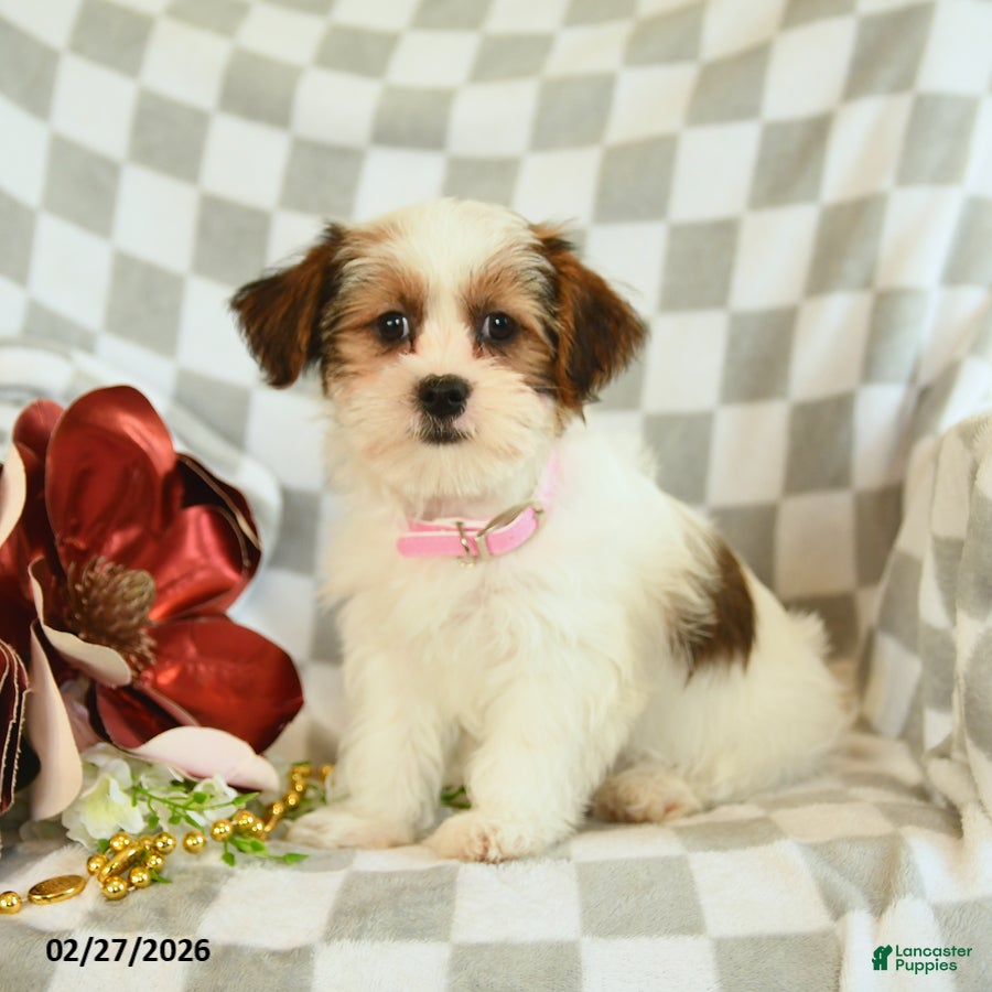 Shorkie dogs Rosie - Ad 1