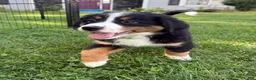Bernese Mountain Dog dogs for sale: Lady - Ad 6