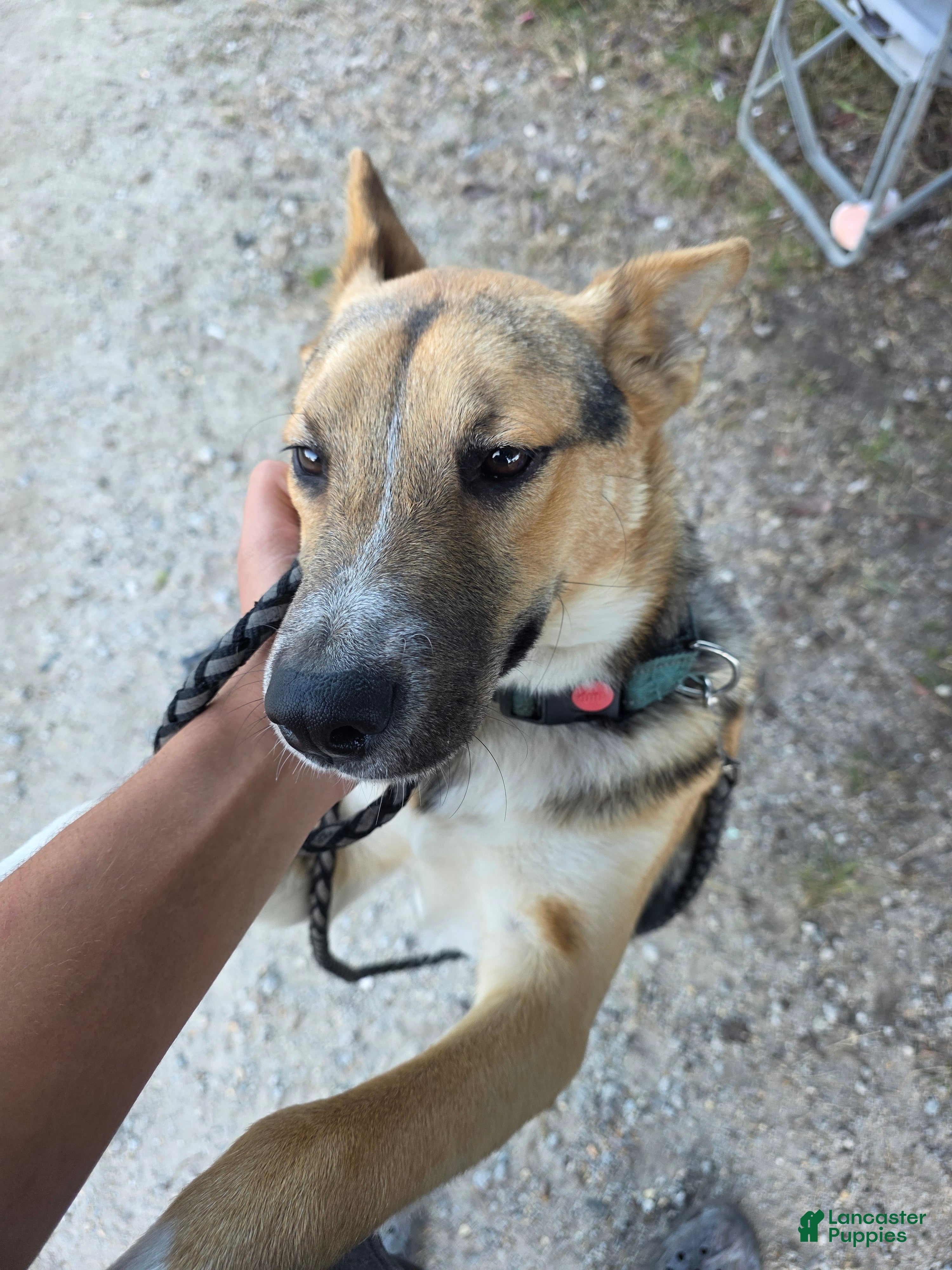 Gerberian Shepsky dogs Rex - Ad 13