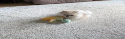 Pomeranian dogs for sale: Jude - Ad 3