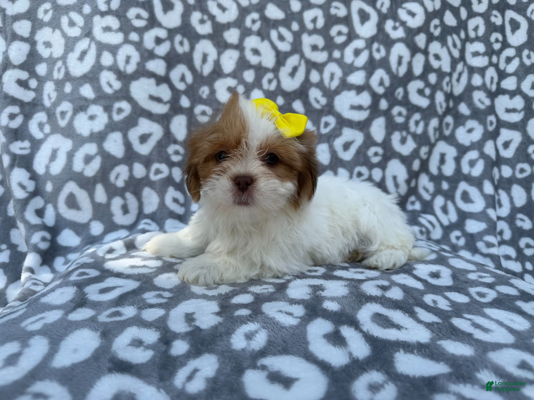 Lhasa Apso dogs Grace - Ad 2