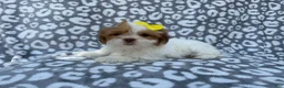 Lhasa Apso dogs for sale: Grace - Ad 1