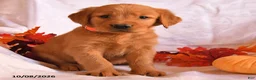 Golden Retriever dogs for sale: Beau - Ad 3